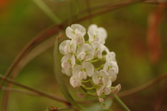 ハーデンベルギア