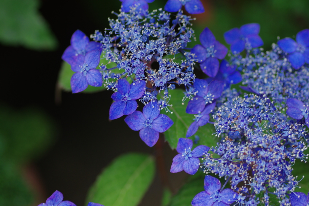 続庭紫陽花