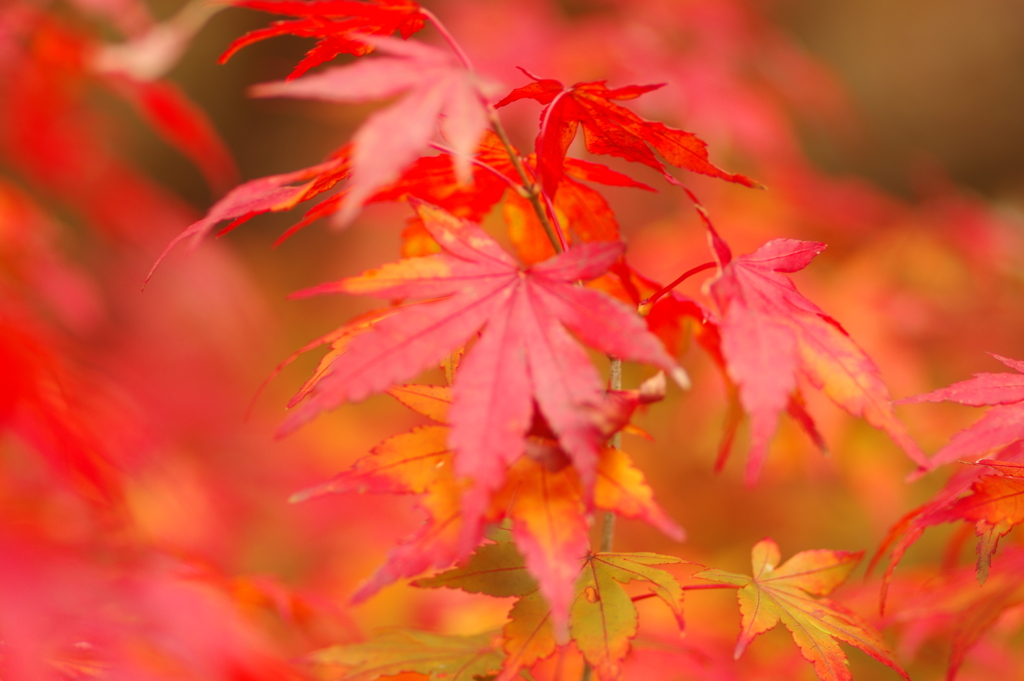 紅葉狩り２０２１