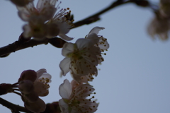 庭の桜開花
