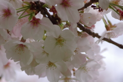 続花見は写真で