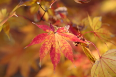 伊藤公記念公園の紅葉