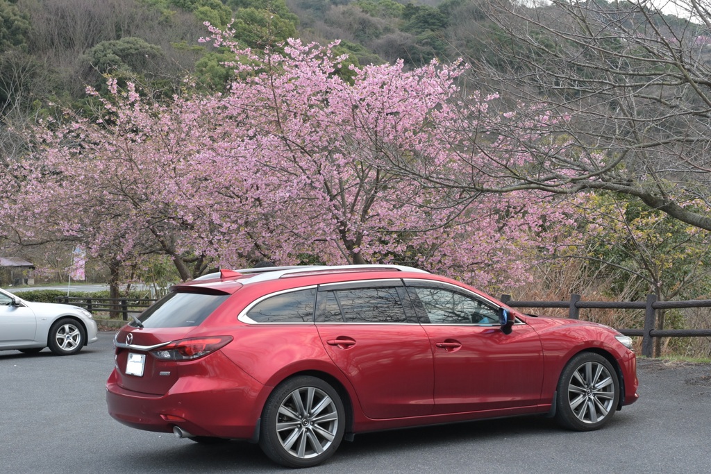 河津桜とソウルレッド