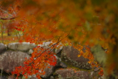 夫婦で紅葉狩り
