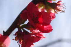 ひっそりと咲いていた木瓜の花