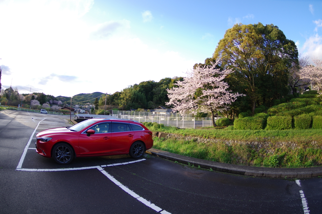 夕暮れアテンザと桜