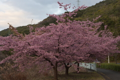 河津桜