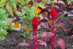 やまぐちフラワーランド