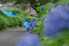 子供とあじさい園で