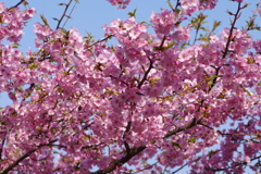 河津桜2021