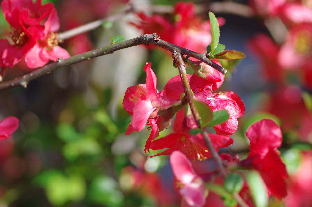ひっそりと咲いていた木瓜の花
