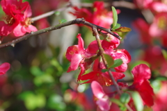 ひっそりと咲いていた木瓜の花