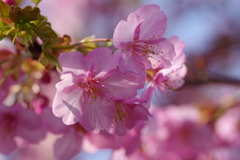 河津桜2021