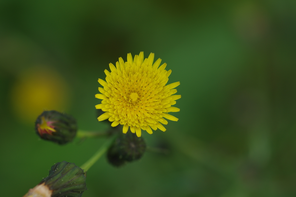 続花見は写真で