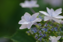 実家の紫陽花