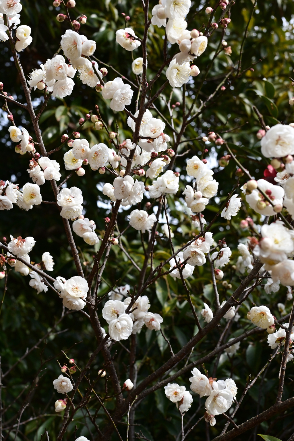 梅園散策
