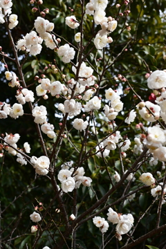 梅園散策