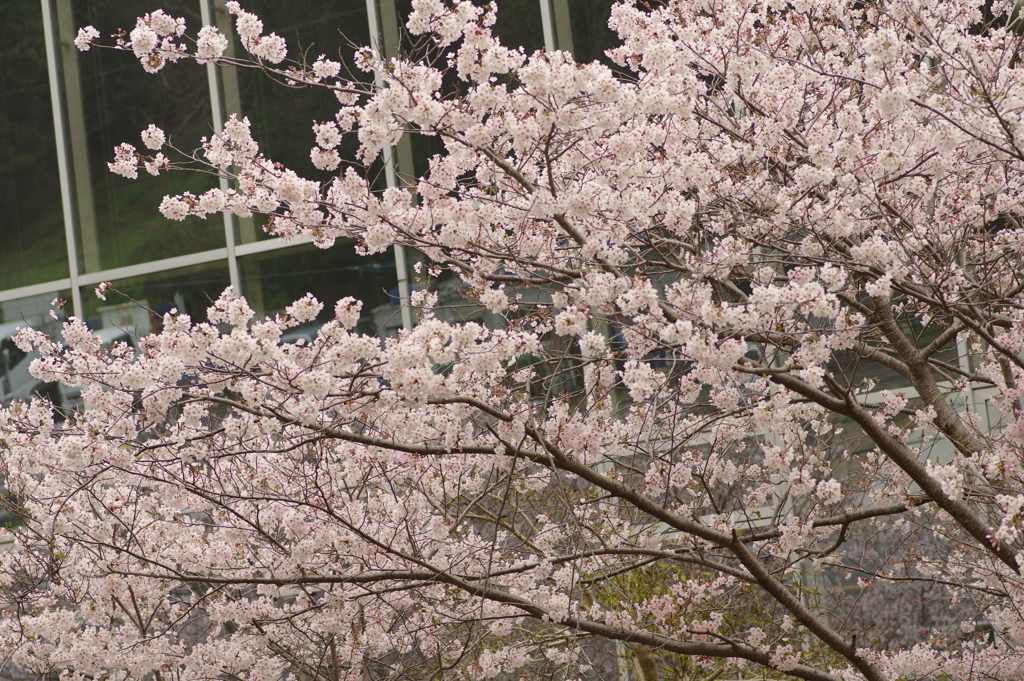 雨上がりお花見2021