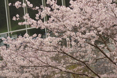 雨上がりお花見2021