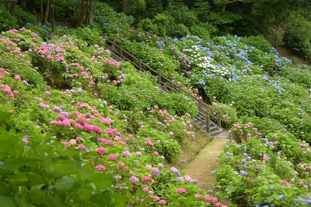 一眼持ってあじさい園へ