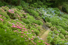 一眼持ってあじさい園へ