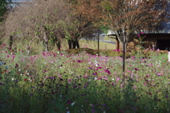 秋桜