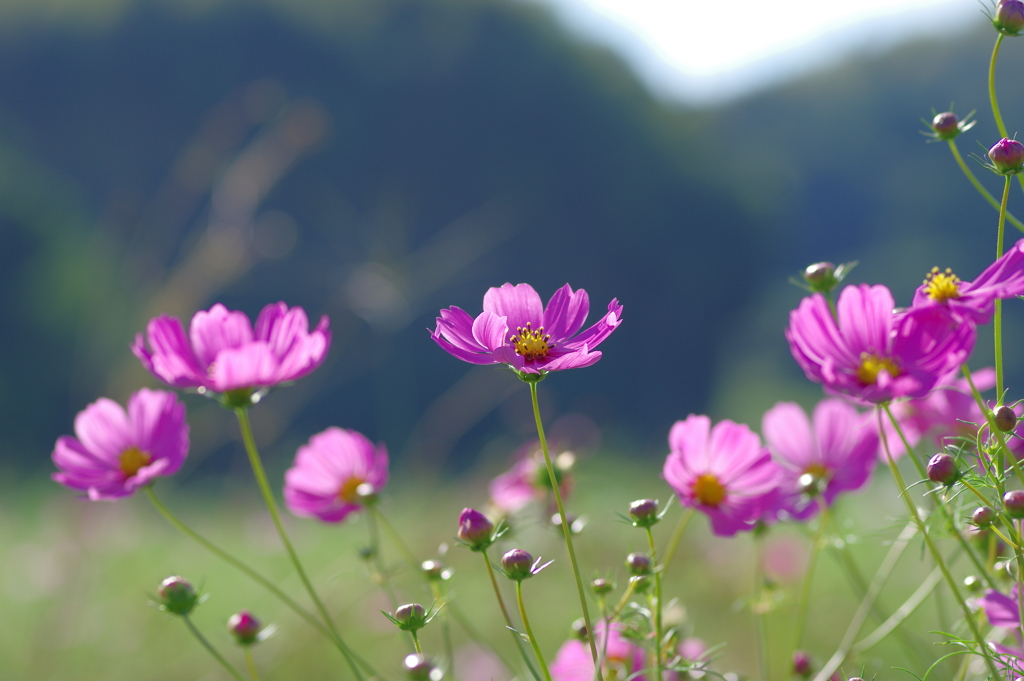 秋桜