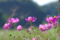秋桜