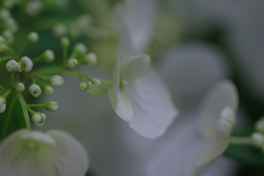 母の日に送った花