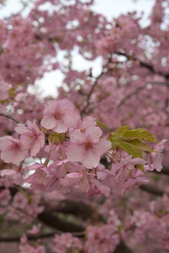 河津桜