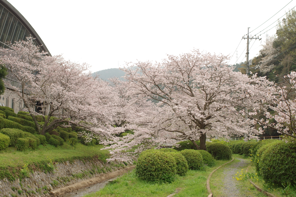 雨上がりお花見2021