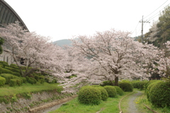 雨上がりお花見2021