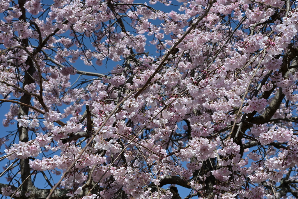 親子で花見散歩