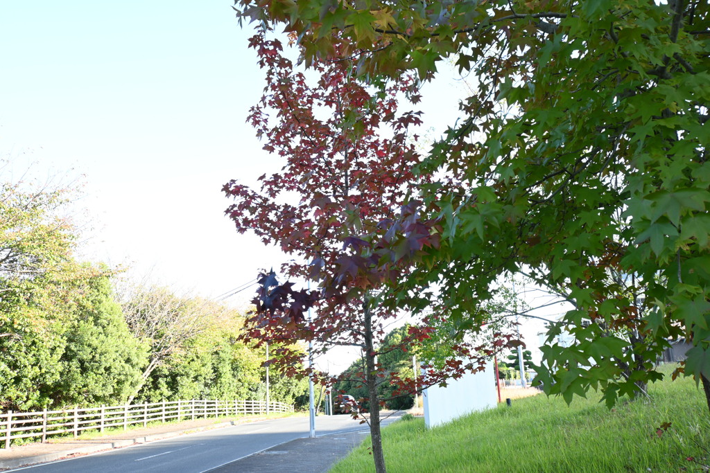 初めての一眼と紅葉W