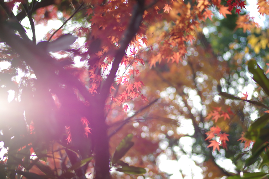 伊藤公記念公園の紅葉