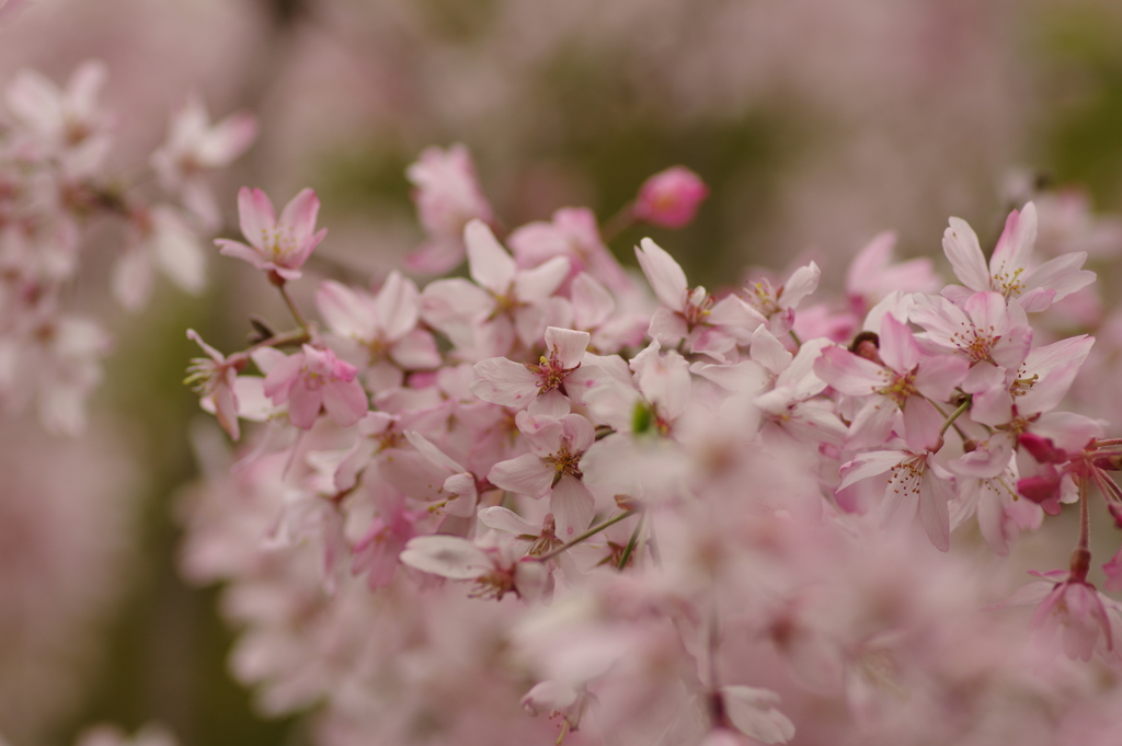 雨上がりお花見2021