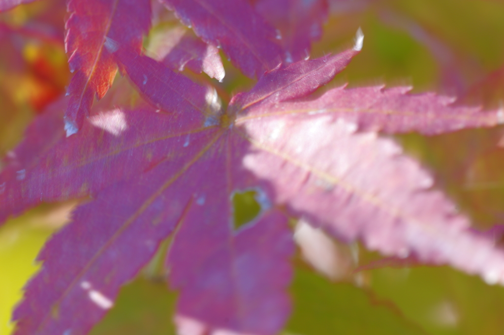 ピンボケ紅葉