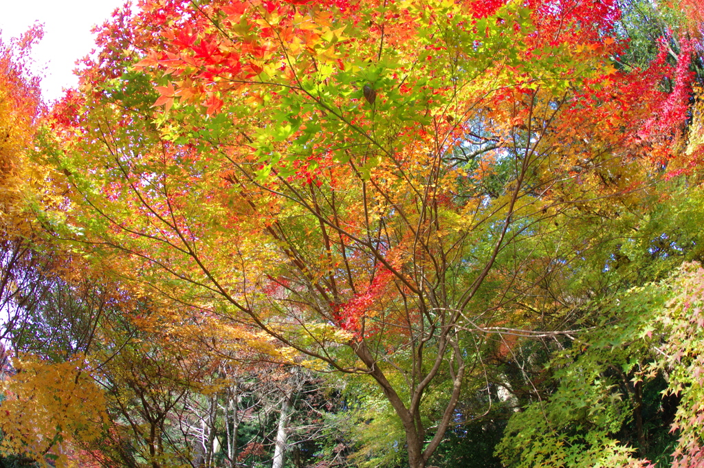 伊藤公記念公園の紅葉