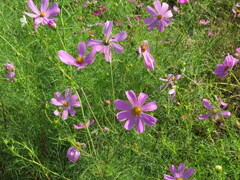コンデジでカメラ練習中