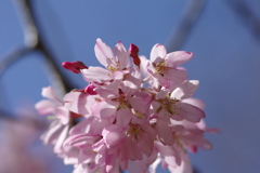 いつもの花見スポットで