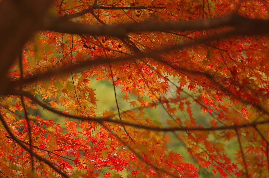 紅葉狩り２０２１