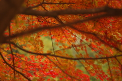 紅葉狩り２０２１