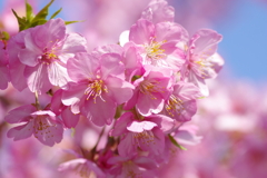 河津桜2021