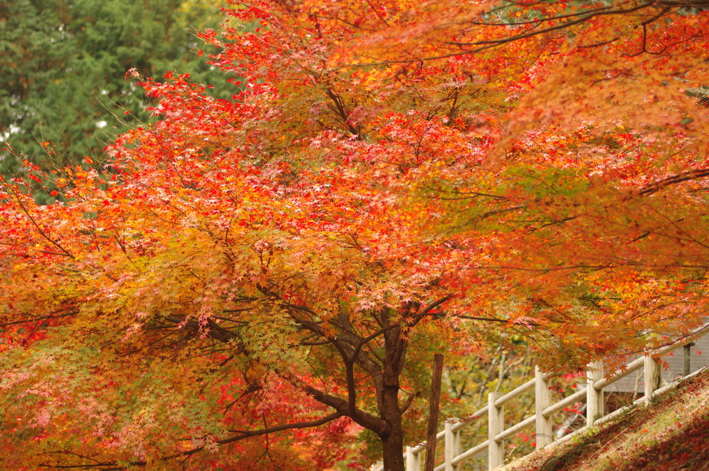 紅葉狩り２０２１