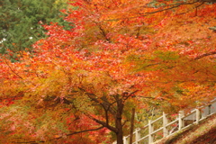 紅葉狩り２０２１