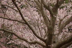 雨上がりお花見2021