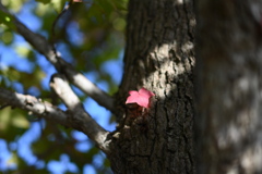 初めての一眼と紅葉W