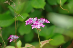 実家庭の紫陽花