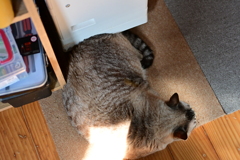 山猫軒