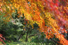伊藤公記念公園の紅葉